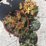 Sarah Glendon - @sarahiscurious - Instagram