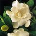 Sara Greenman - Facebook