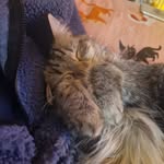 Sarah Haddon - @phasmalite - Instagram