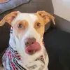 ADarkAngelsKiss - @sarahhaft - TikTok