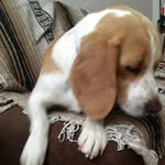 Sarah hambleton - @leftyscorpio4567 - Instagram
