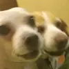 skilletpo - @sarahhambleton926 - TikTok