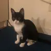 Sarah Hauser - @minettethemauicat - TikTok