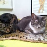 Sarah Hauser Animal Reiki, TTouch, Craniosacral therapy, Art - @sarahsuricat - Instagram