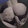 Sara Headley - @sara.headley4 - TikTok