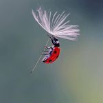 Sarah Headley-Briggs - @dragonfly_11.40 - Instagram