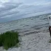 sarah_almani_ - @sarahrechenbach - TikTok