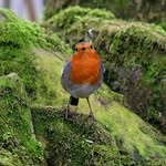 Sarah Hird - @herdy.gerdy - Instagram
