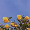 Hødøłłårį - @sarah.hodo - TikTok