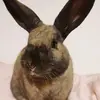 Sarah Huffer - @sarahhuffer1 - TikTok