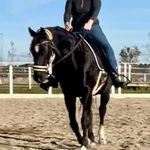 Sarah Hurrell Kmi Horses - @kmihorses_off_grid_lifestyle - Instagram