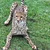 Sarah Huse - @sarah.huse - TikTok