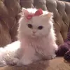 sarahindahowes - @sarahindahowes - TikTok