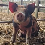 Sarah Kampfer - @sarahkampfer - Instagram