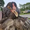 Sarah Kampfer - @sarah.kampfer.spam - TikTok