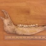 Sarah Kiley Schoff - @coldcasefacts - Instagram