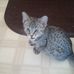 Sarah Kirsch - Facebook