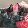 Sarah - @sarahkline - TikTok