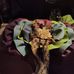 Sarah Kummer - Facebook