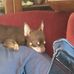 Sarah Ladd - Facebook