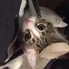 sarahlamm7 - @sarahlamm7 - TikTok