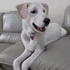 Sarah Lau - @sarahlau80 - TikTok