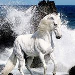 sarah layden 🦄F4F❤️ - @equine4life_ - Instagram