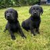 Sarah Leech - Facebook
