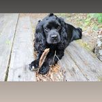Sarah Legault - @puppalo.soldier - Instagram