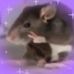 Sarah Lessa - Facebook