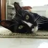 sarahklessig - @sarahklessig - TikTok