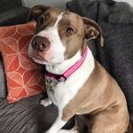 Sarah Lochner - @prettypennypdx - Instagram