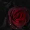 Sarah lok - @sarah.lok04 - TikTok