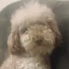 daisy - @sarahlumb - TikTok