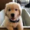 sarahmattern65 - @deweythegolden - TikTok