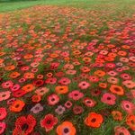 Sarah Mattison Buhl - @sarah.m.buhl - Instagram