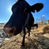 Sarah.mattison. - @.sarah.mattison - TikTok