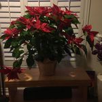 Sarah Mcafee - @chillylove1008 - Instagram