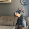 Bestie 1223 - @sarah.mcfarlane63 - TikTok