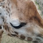 Sarah Mcfarlane - @sarah.mcfarlane.332 - Instagram