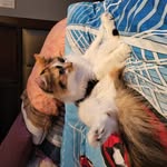 Sarah McPhail - @housechickensforall - Instagram