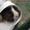 Sara.mcphee - @sara.mcphee - TikTok