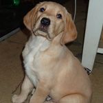 Sarah McSweeney - @mcsweeney703 - Instagram