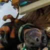 Sarah Mitzel - @hundkeeper - TikTok