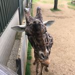 Sarah Morrell - @sarah.morrell.5245 - Instagram