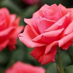 Sarah28 - @sarah_moshe_ - Instagram