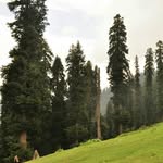 Sarah Naeem - @sarah.naeem.330 - Instagram