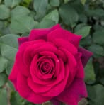 Sarah Nanos - Facebook