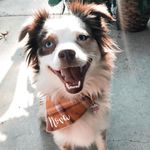 Sarah Nations Allen - @nova.thetoyaussie - Instagram