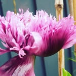 Sarah whetton - @sarah_nicks_garden - Instagram